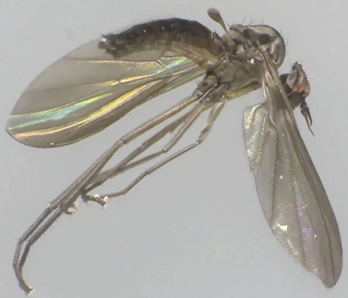 Rhamphomyia nigripennis